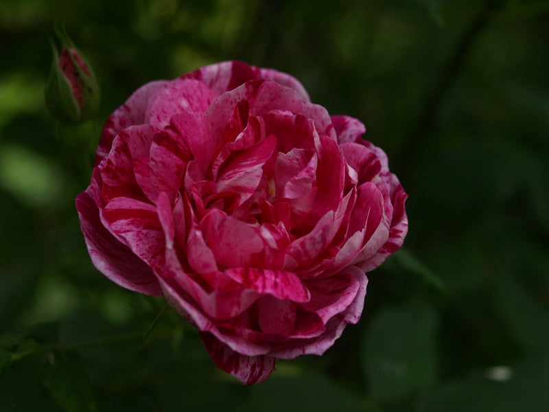 Rosa-Versicolor