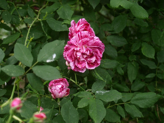 Rosa-Versicolor1