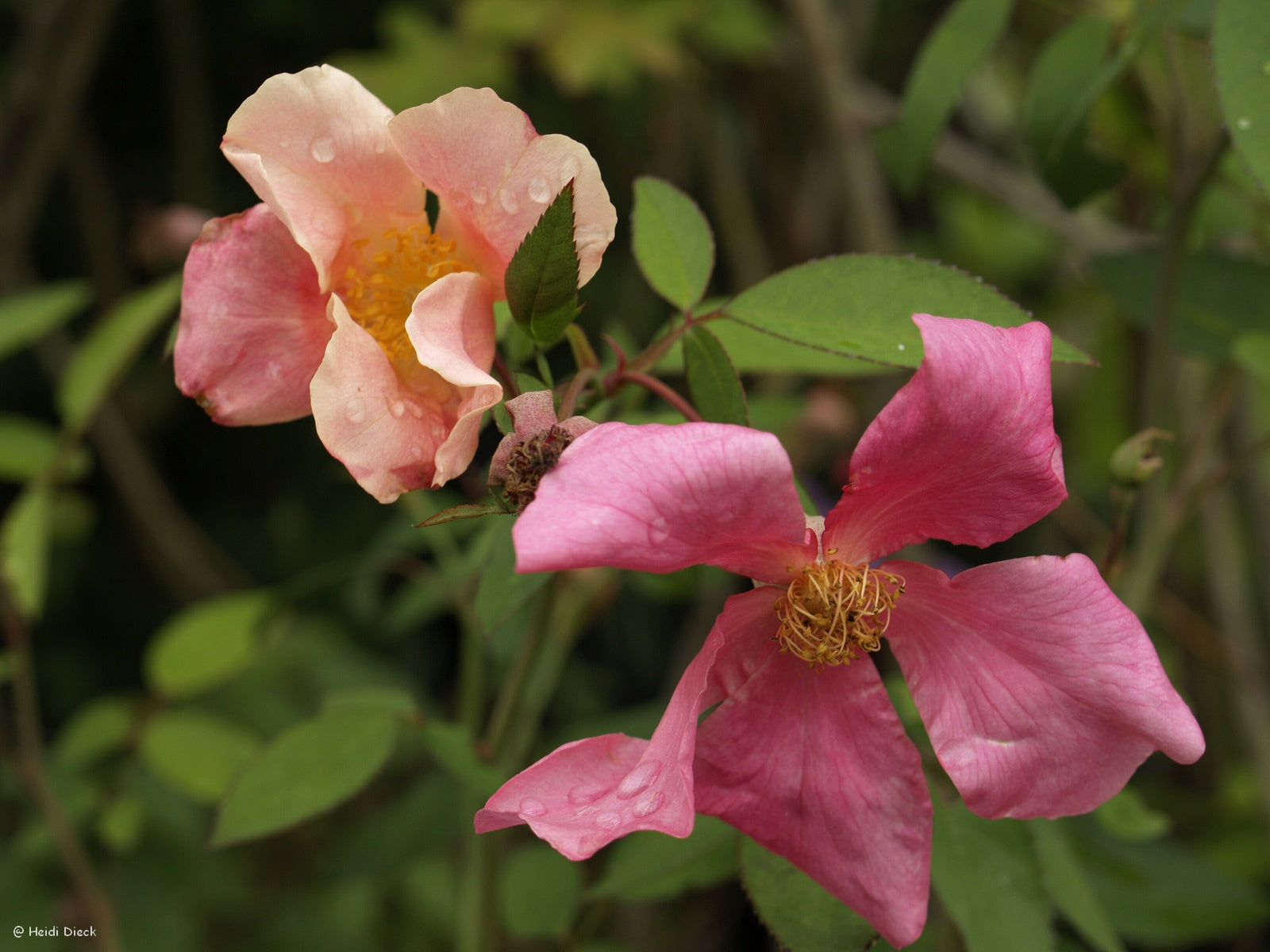 Rosa-chinensis-Mutabilis1
