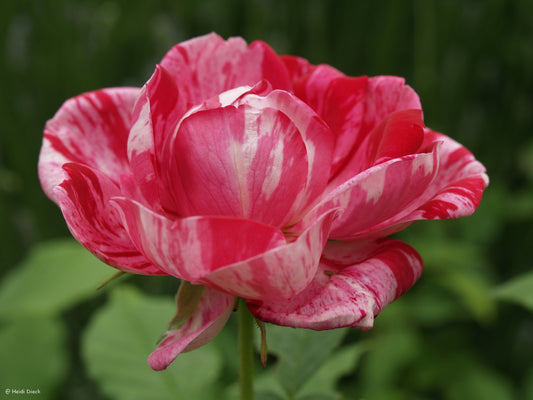 Rosa-variegata-Di-Bologna