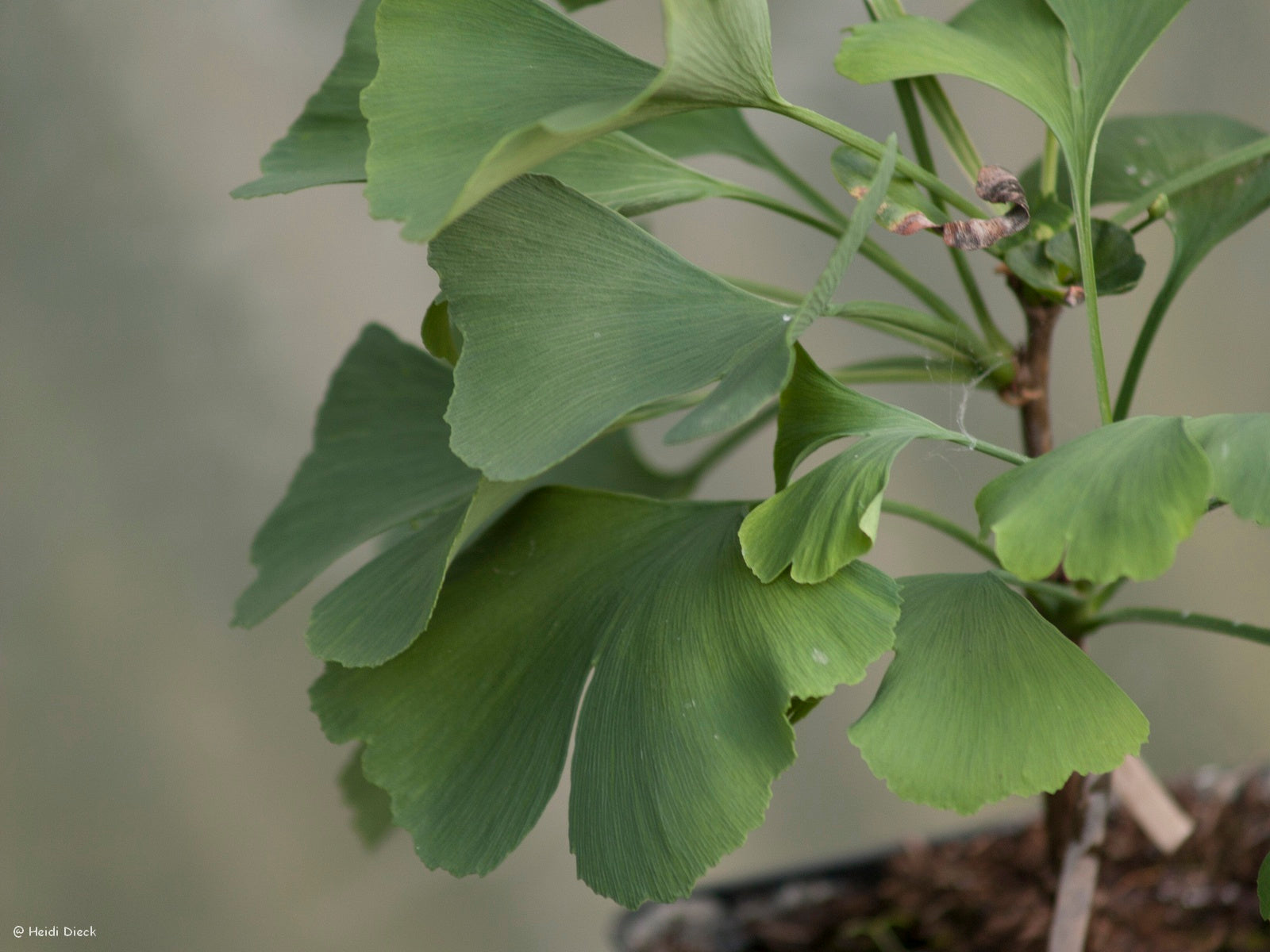a close up of a plant with leaves in it 