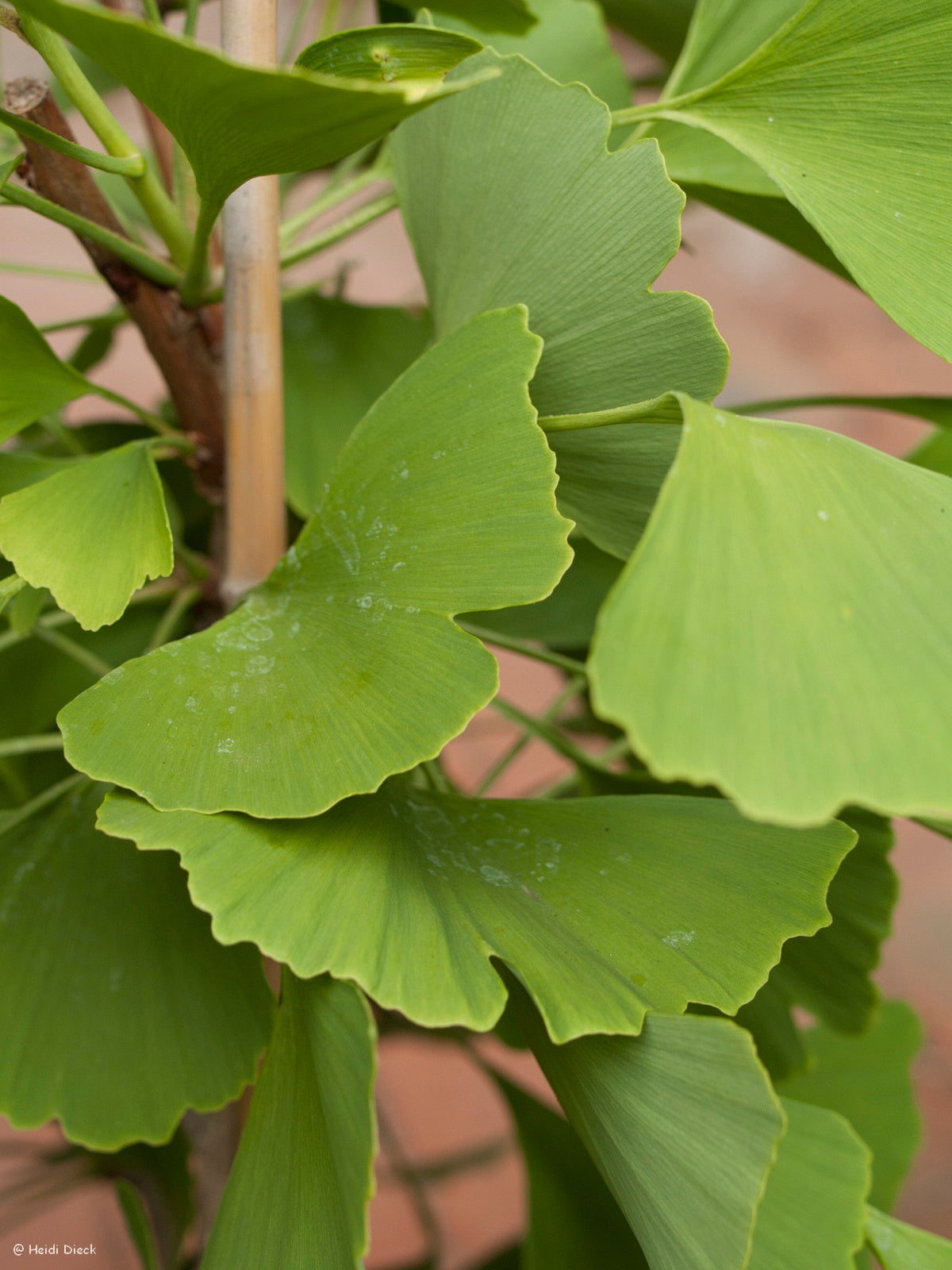 a close up of a plant with leaves on it 