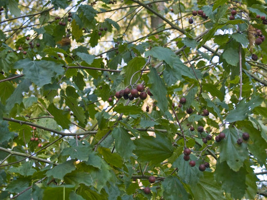 Sorbus-torminalis-Frucht