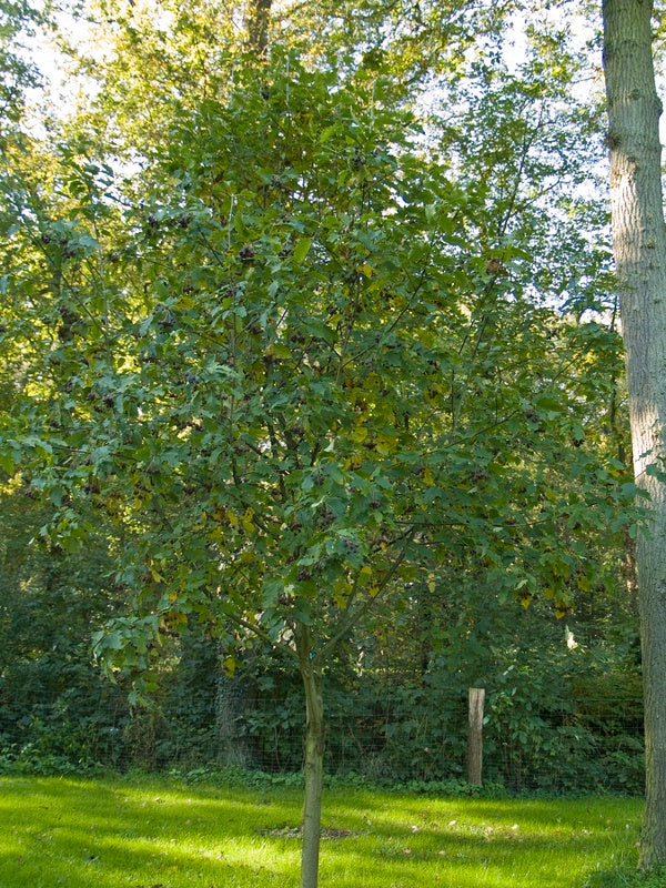 Sorbus-torminalis-Herbst