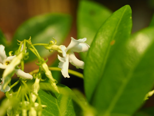 Trachelospermum-jasminoides