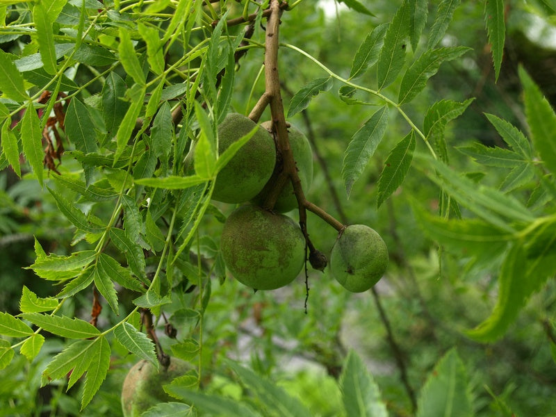 Xanthocaras-sorbifolium-frucht
