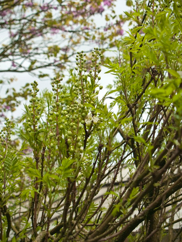 Xanthoceras-sorbifolium-1