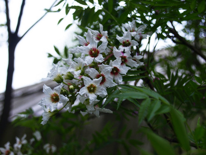 Xanthoceras-sorbifolium