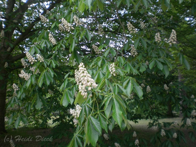 Aesculus turbinata - Herrenkamper Gärten - Pflanzenraritäten