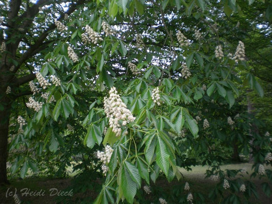 Aesculus turbinata - Herrenkamper Gärten - Pflanzenraritäten