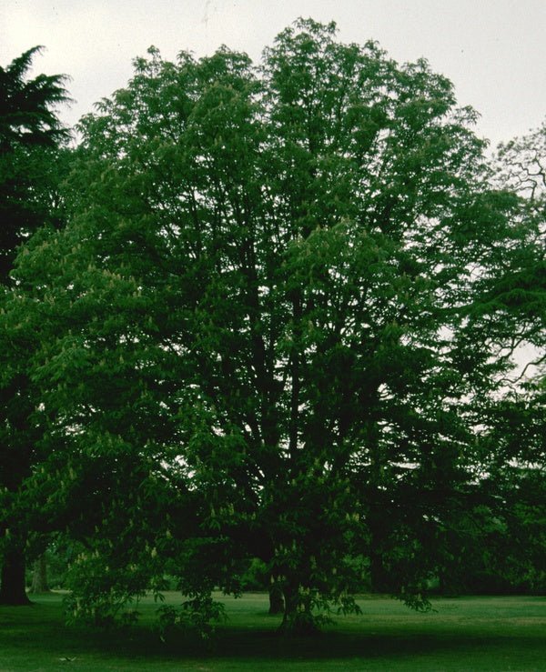 Aesculus turbinata - Herrenkamper Gärten - Pflanzenraritäten