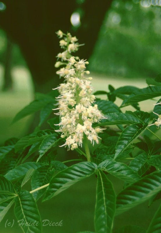 Aesculus turbinata - Herrenkamper Gärten - Pflanzenraritäten