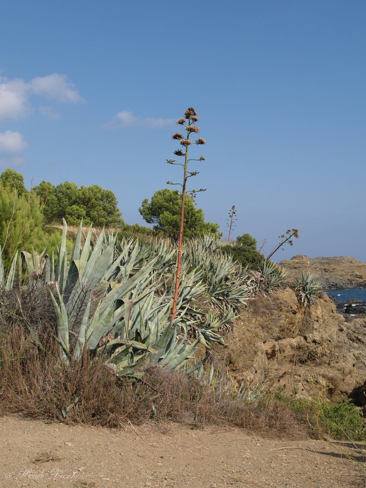 Agave americana - Herrenkamper Gärten - Pflanzenraritäten