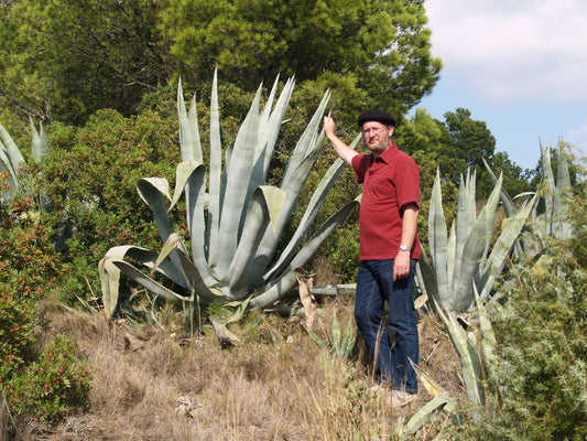 Agave americana - Herrenkamper Gärten - Pflanzenraritäten