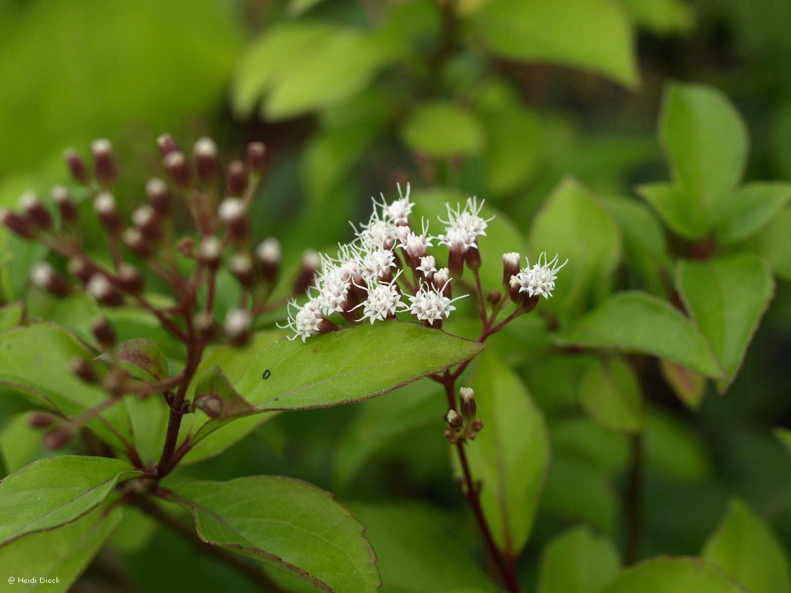 Ageratina ligustrina - Herrenkamper Gärten - Pflanzenraritäten