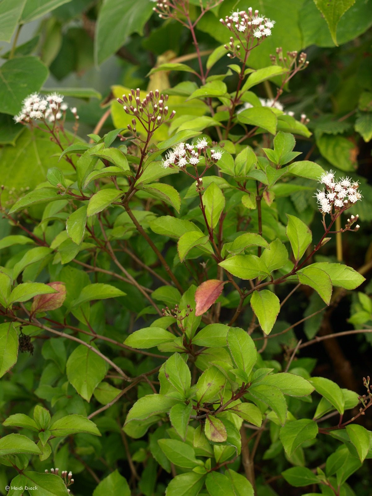 Ageratina ligustrina - Herrenkamper Gärten - Pflanzenraritäten