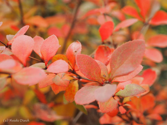 Berberis vernae - Herrenkamper Gärten - Pflanzenraritäten