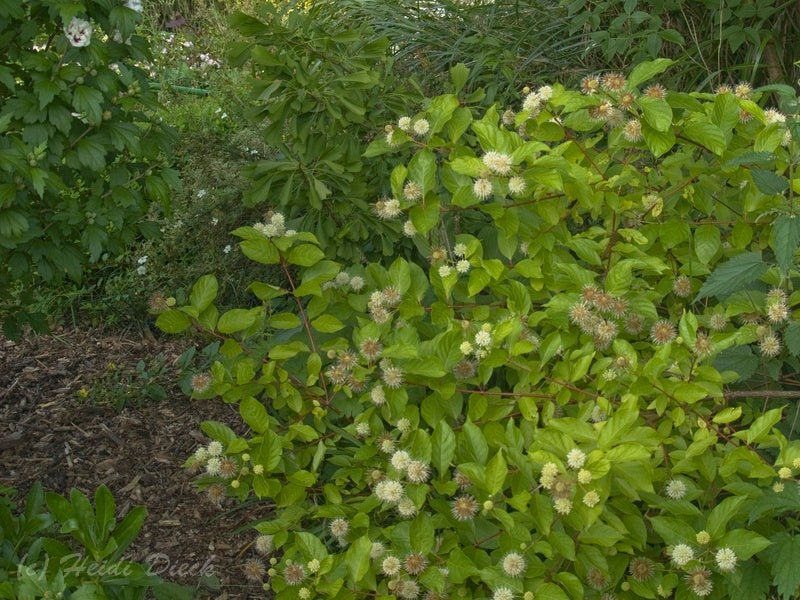 Cephalanthus occidentalis - Herrenkamper Gärten - Pflanzenraritäten