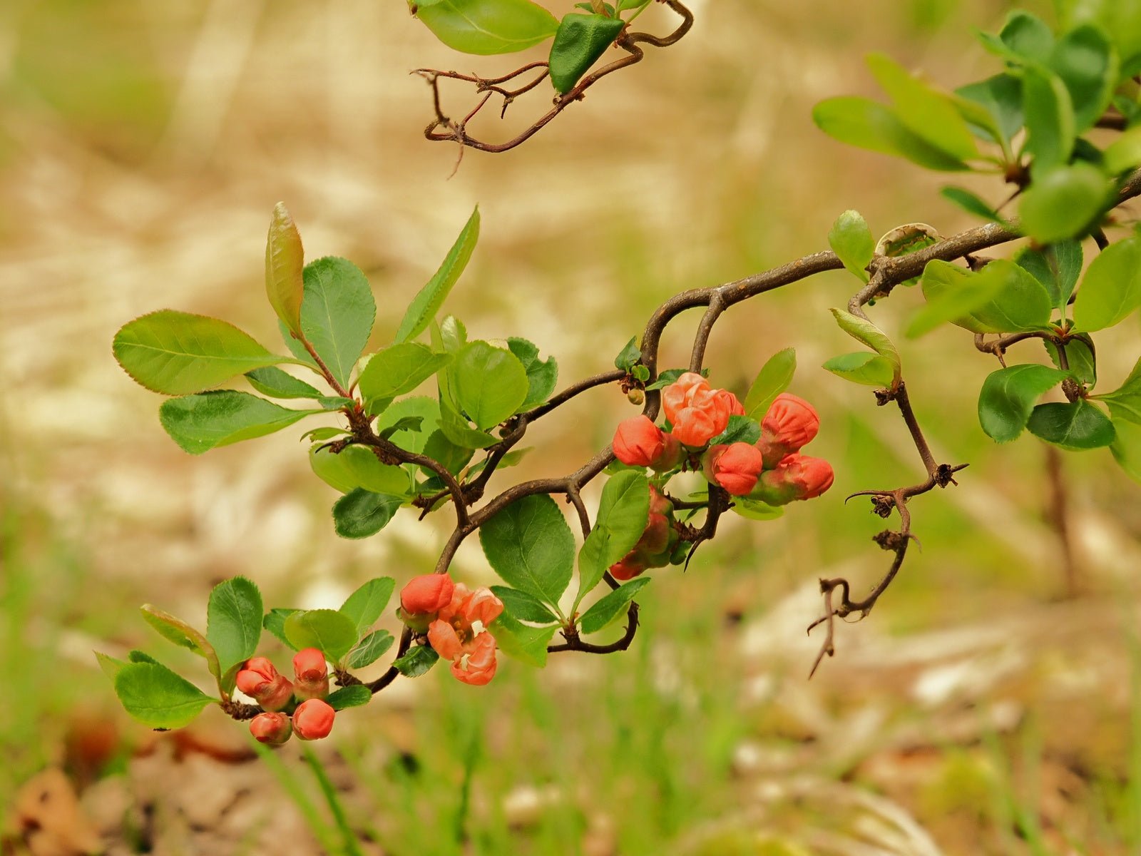 Chaenomeles x superba 'Tortuosa' - Herrenkamper Gärten - Pflanzenraritäten