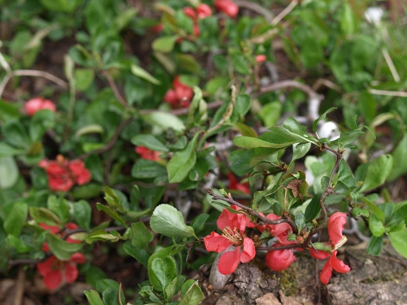 Chaenomeles x superba 'Tortuosa' - Herrenkamper Gärten - Pflanzenraritäten