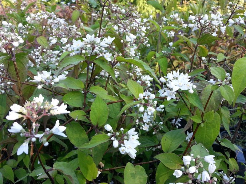 Deutzia setchuensis var.corymbiflora - Herrenkamper Gärten - Pflanzenraritäten