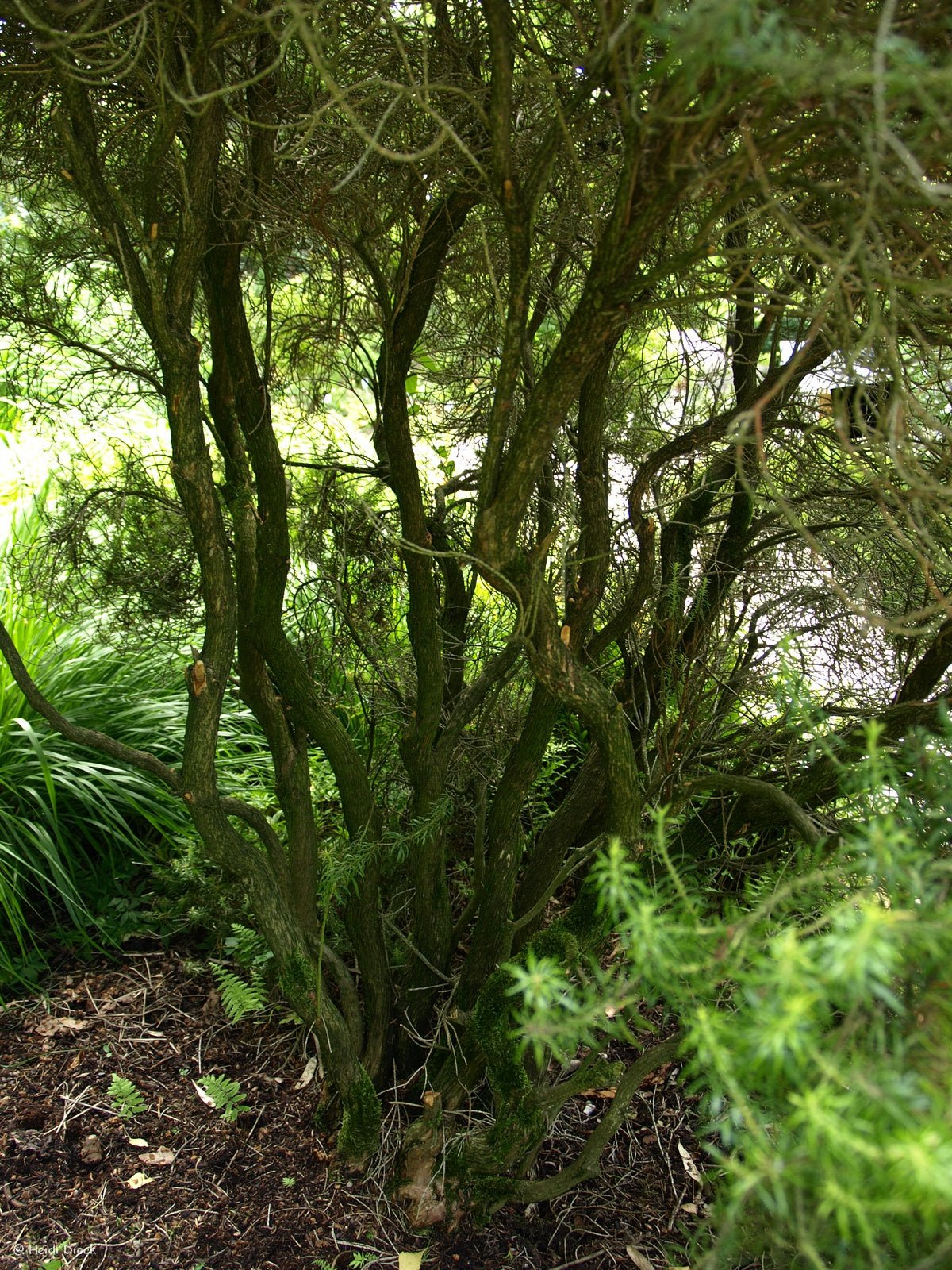Pieris japonica 'Pygmaea' - Herrenkamper Gärten - Pflanzenraritäten