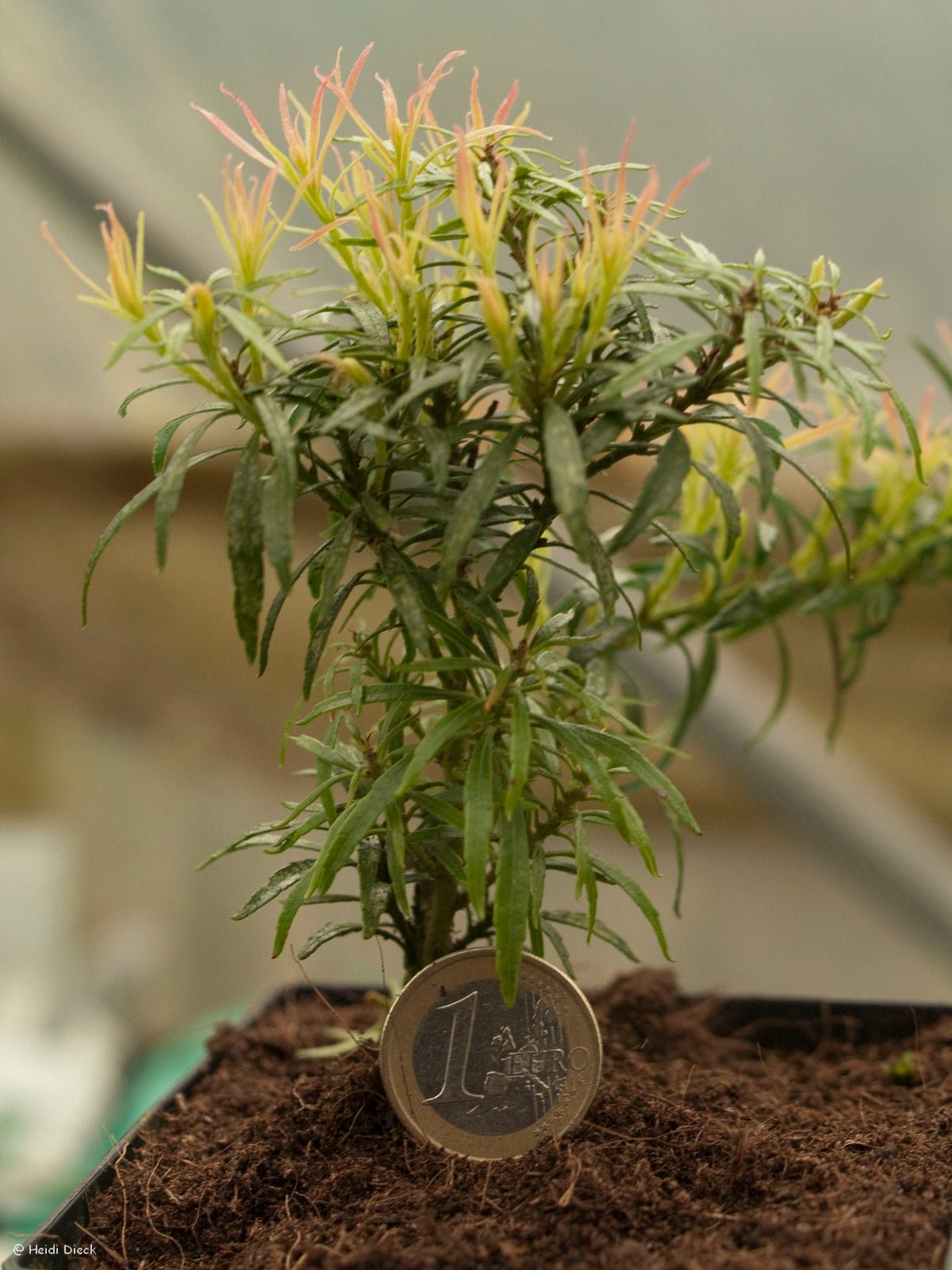 Pieris japonica 'Pygmaea' - Herrenkamper Gärten - Pflanzenraritäten