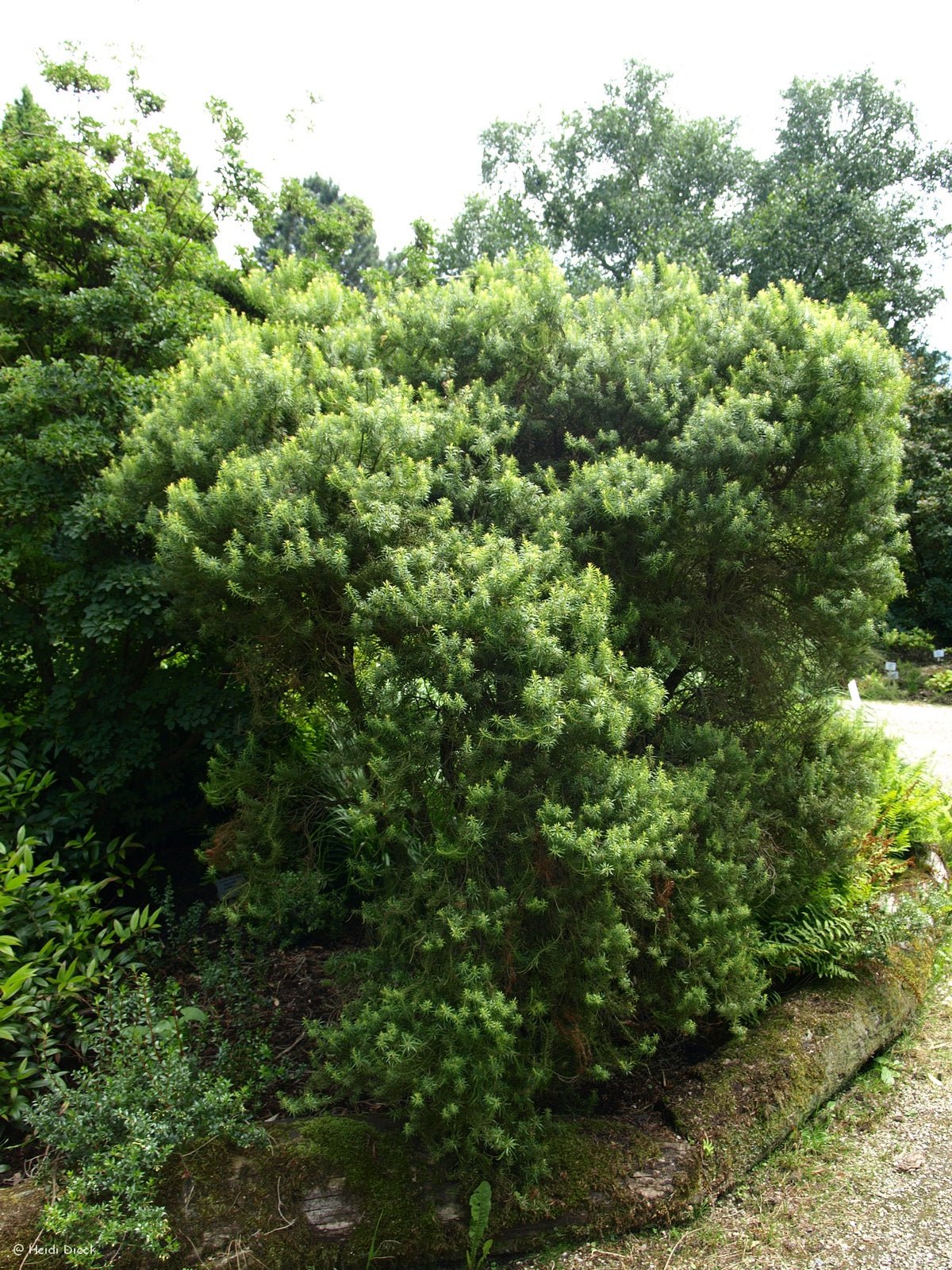 Pieris japonica 'Pygmaea' - Herrenkamper Gärten - Pflanzenraritäten