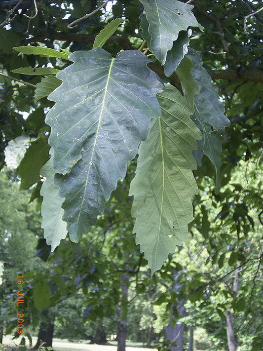 Quercus montana (syn. Quercus prinus) - Herrenkamper Gärten - Pflanzenraritäten