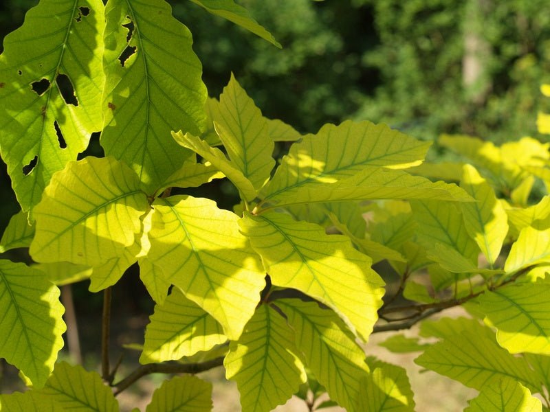 Quercus montana (syn. Quercus prinus) - Herrenkamper Gärten - Pflanzenraritäten