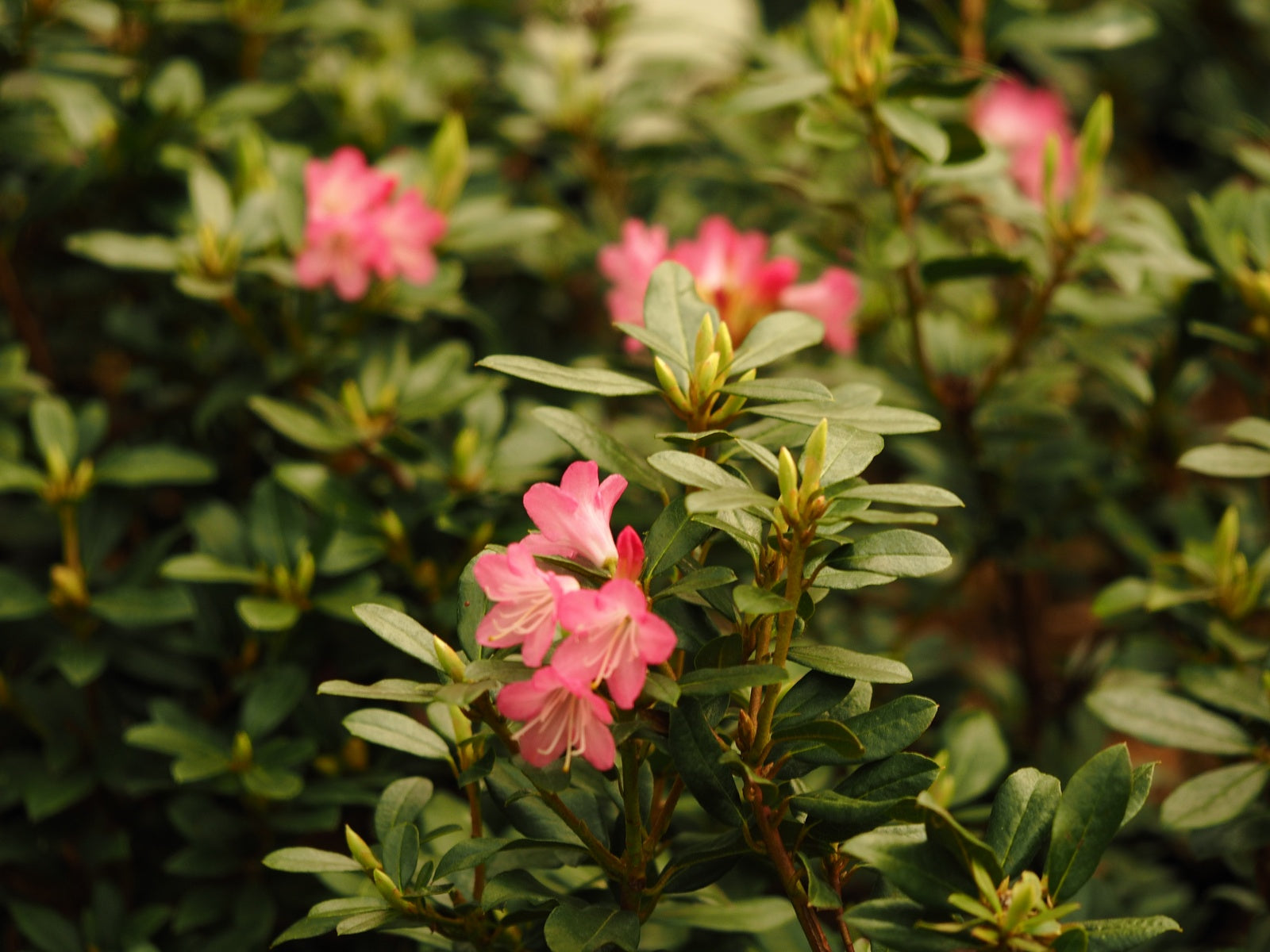 rhododendron-brambling5