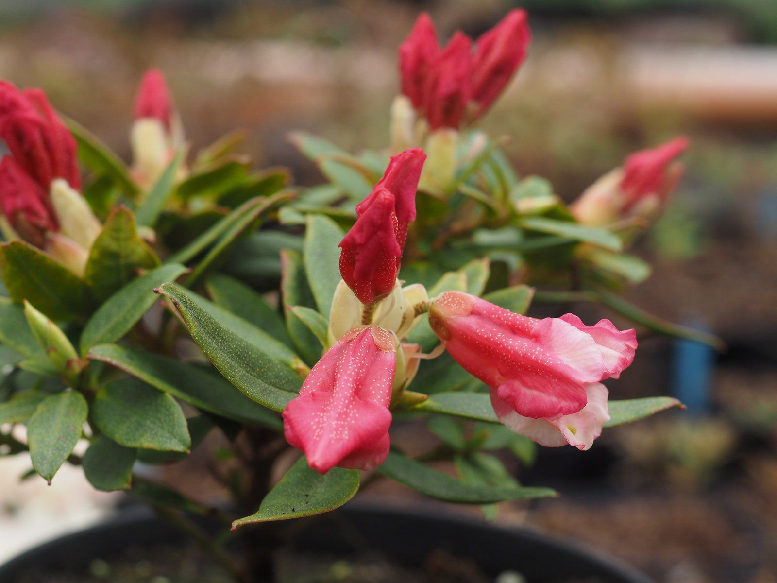 rhododendron-wee-bee1