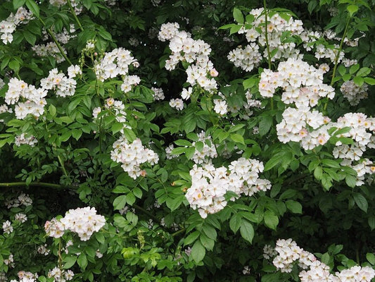 Rosa multiflora var. chinensis - Herrenkamper Gärten - Pflanzenraritäten