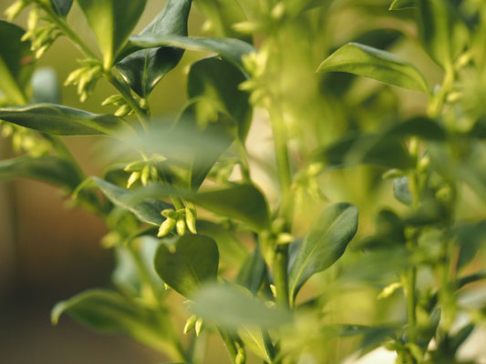 Sarcococca confusa - Herrenkamper Gärten - Pflanzenraritäten