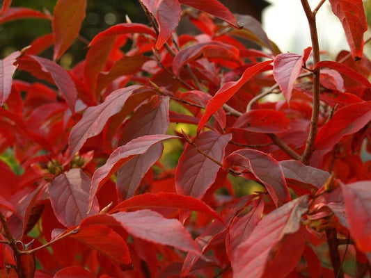 Stewartia sinensis - Herrenkamper Gärten - Pflanzenraritäten