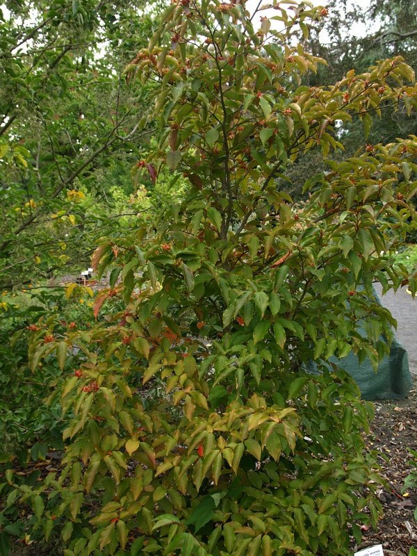 Stewartia sinensis - Herrenkamper Gärten - Pflanzenraritäten