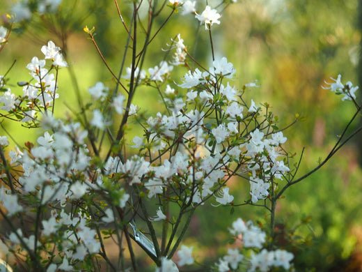 Böse Rhododendron - Gute Rhododendron - Herrenkamper Gärten - Pflanzenraritäten