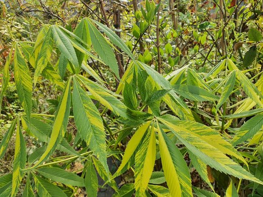 Gesunde Rosskastanien für Hof und Garten - Herrenkamper Gärten - Pflanzenraritäten