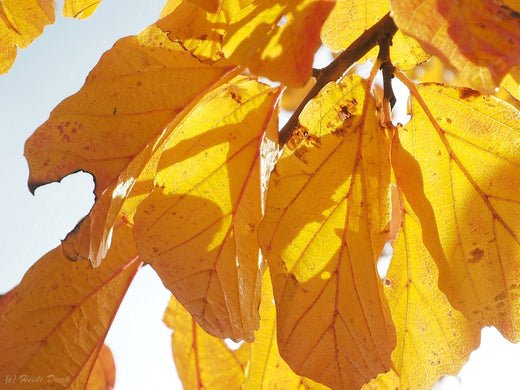 Kann man auch im Herbst pflanzen? - Herrenkamper Gärten - Pflanzenraritäten