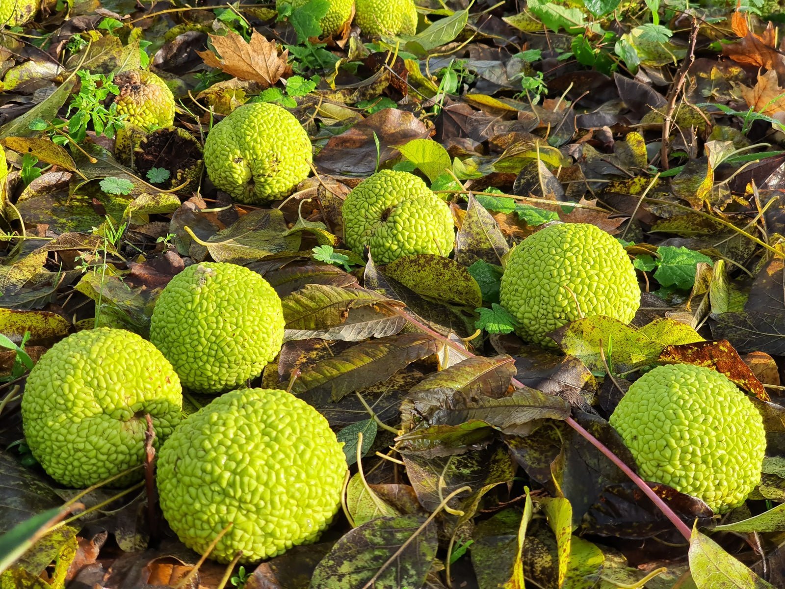 Maclura pomifera und die Mammuts - Herrenkamper Gärten - Pflanzenraritäten