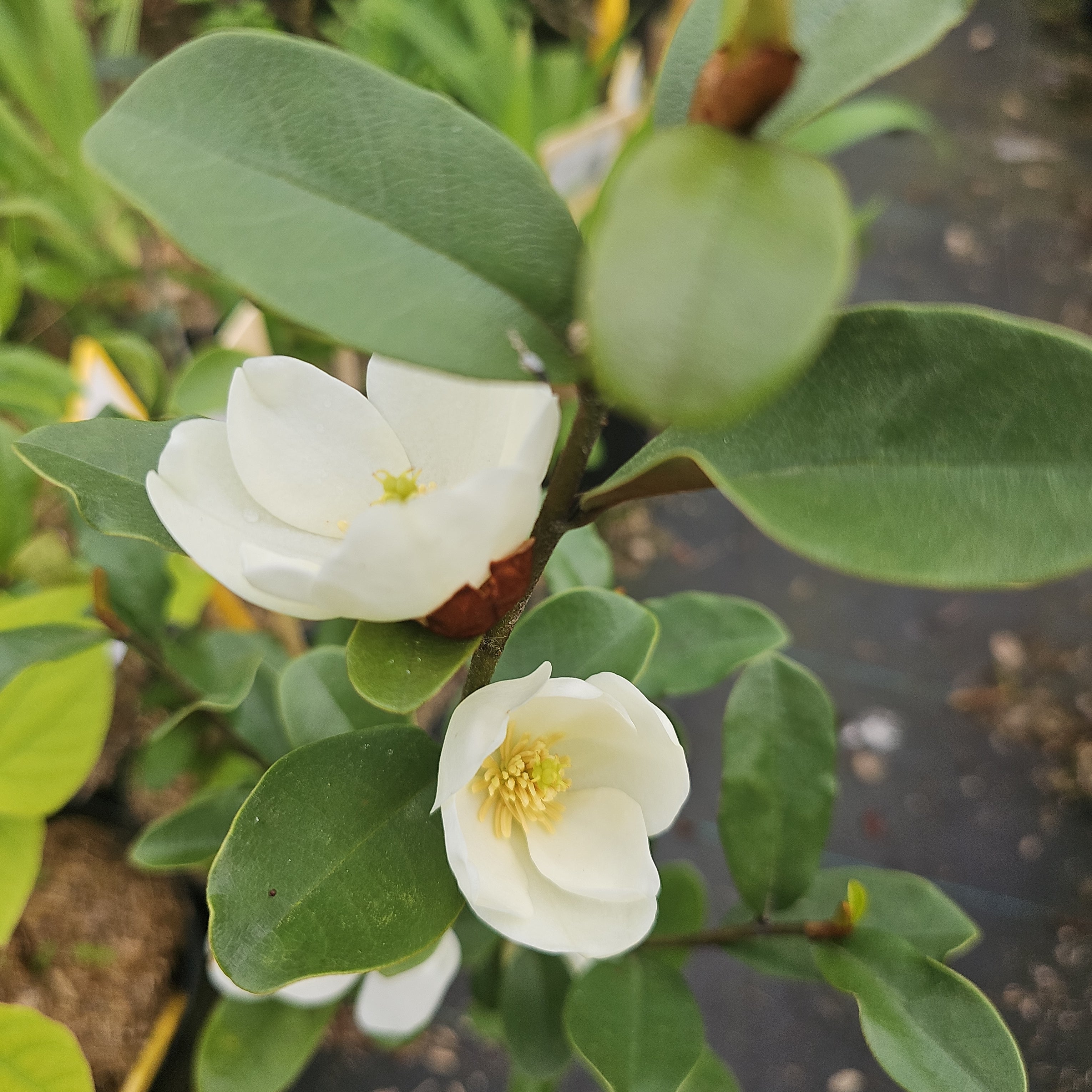Magnolia laevifolia 'Gails Favorite' (syn. Michelia yunnanensis)