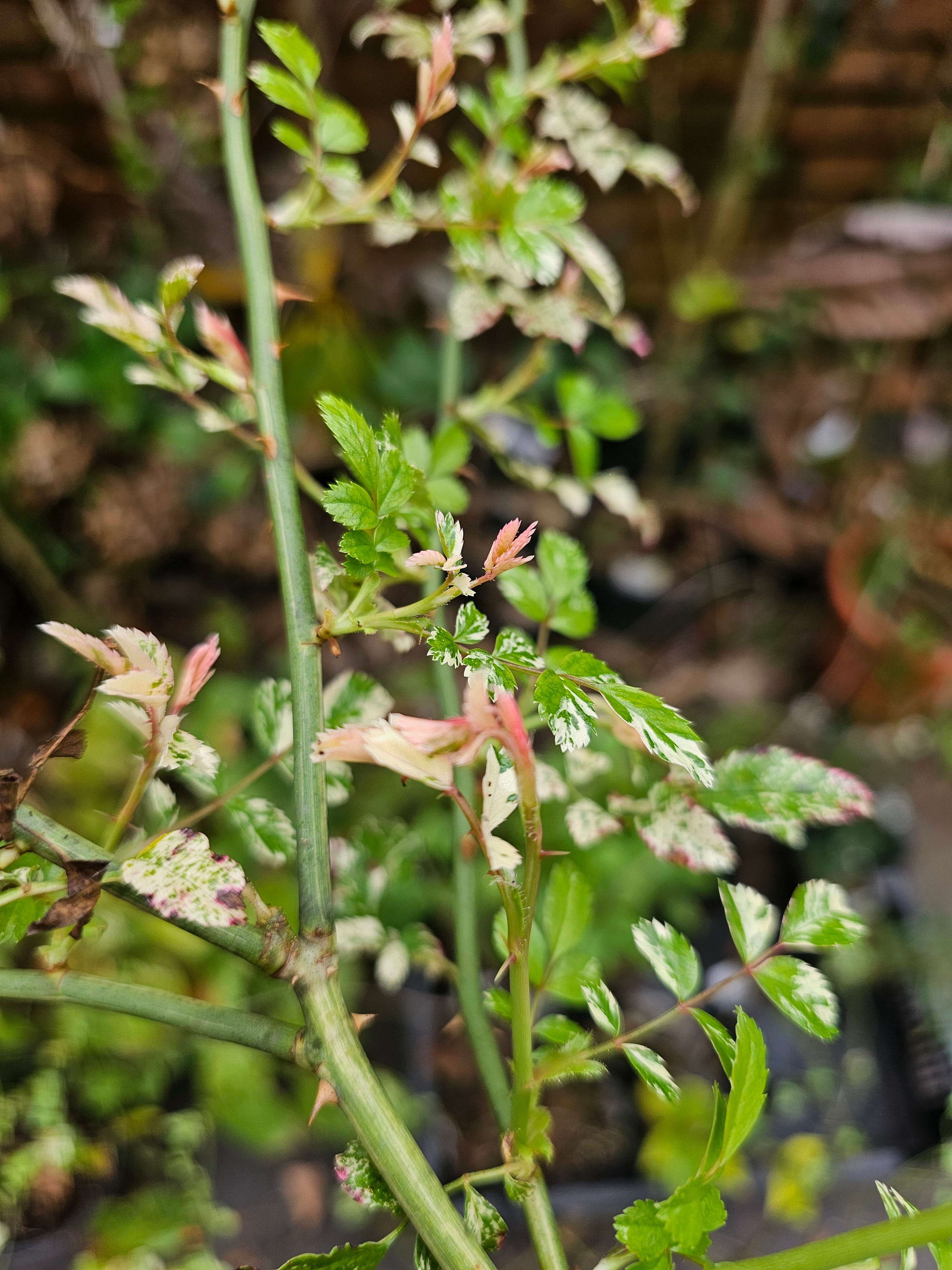 Rosa wichuraiana var. variegata