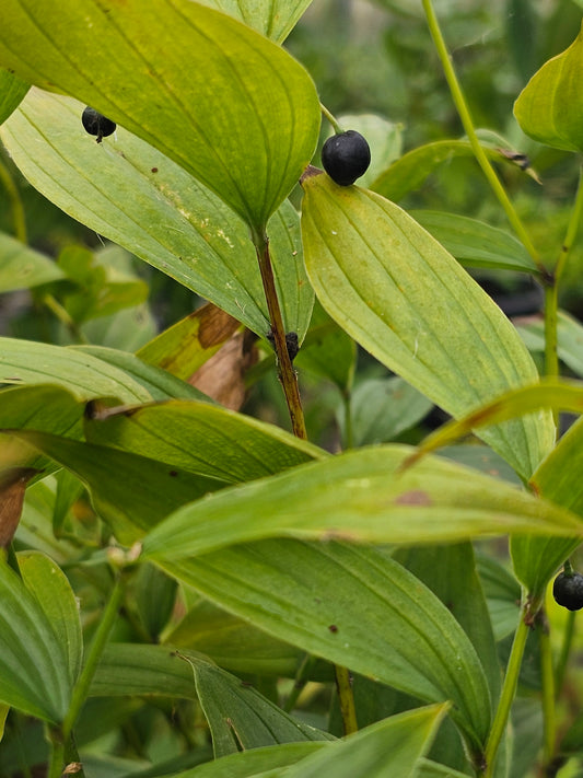 Disporum viridescens