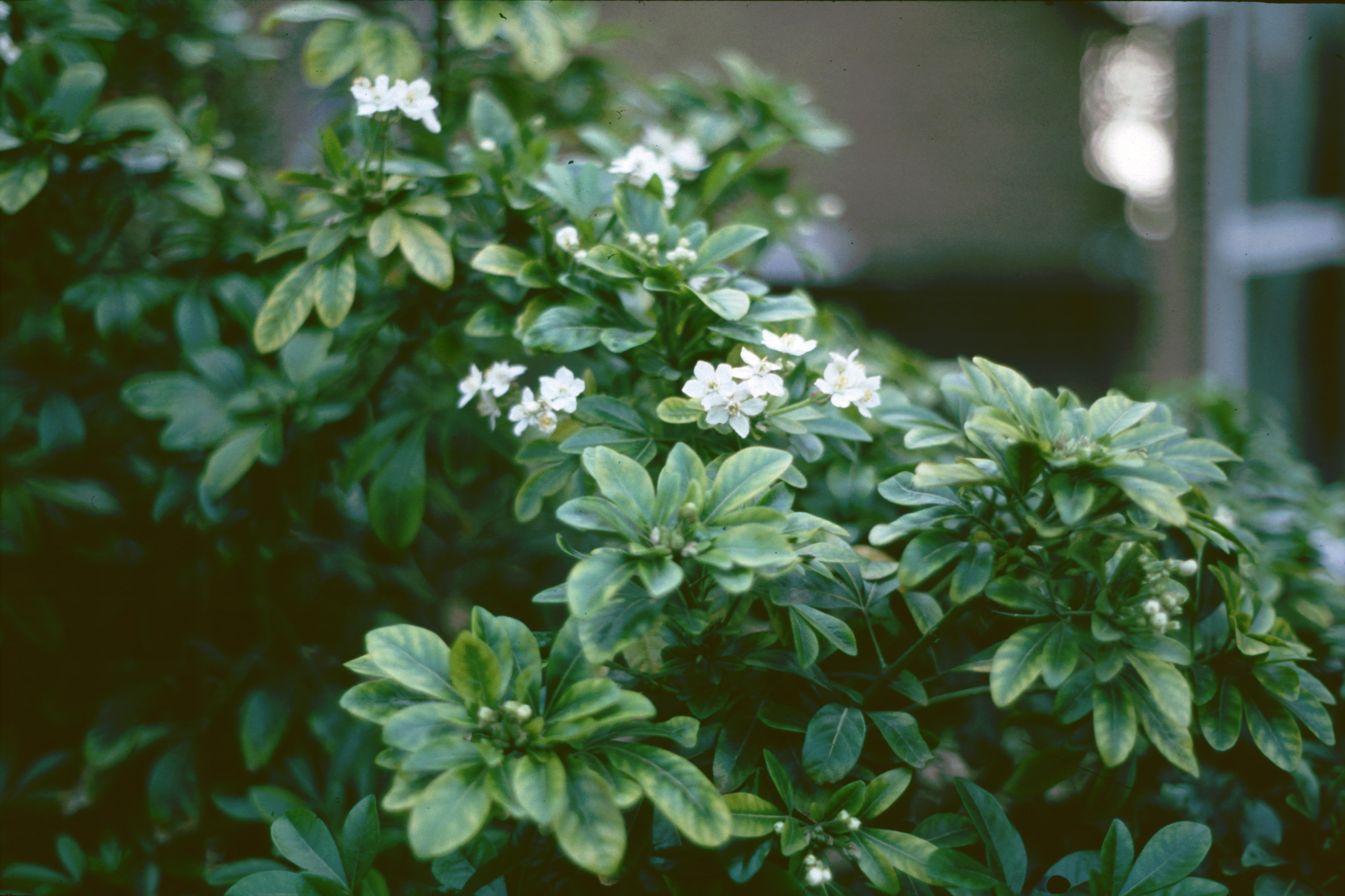 Choisya ternata