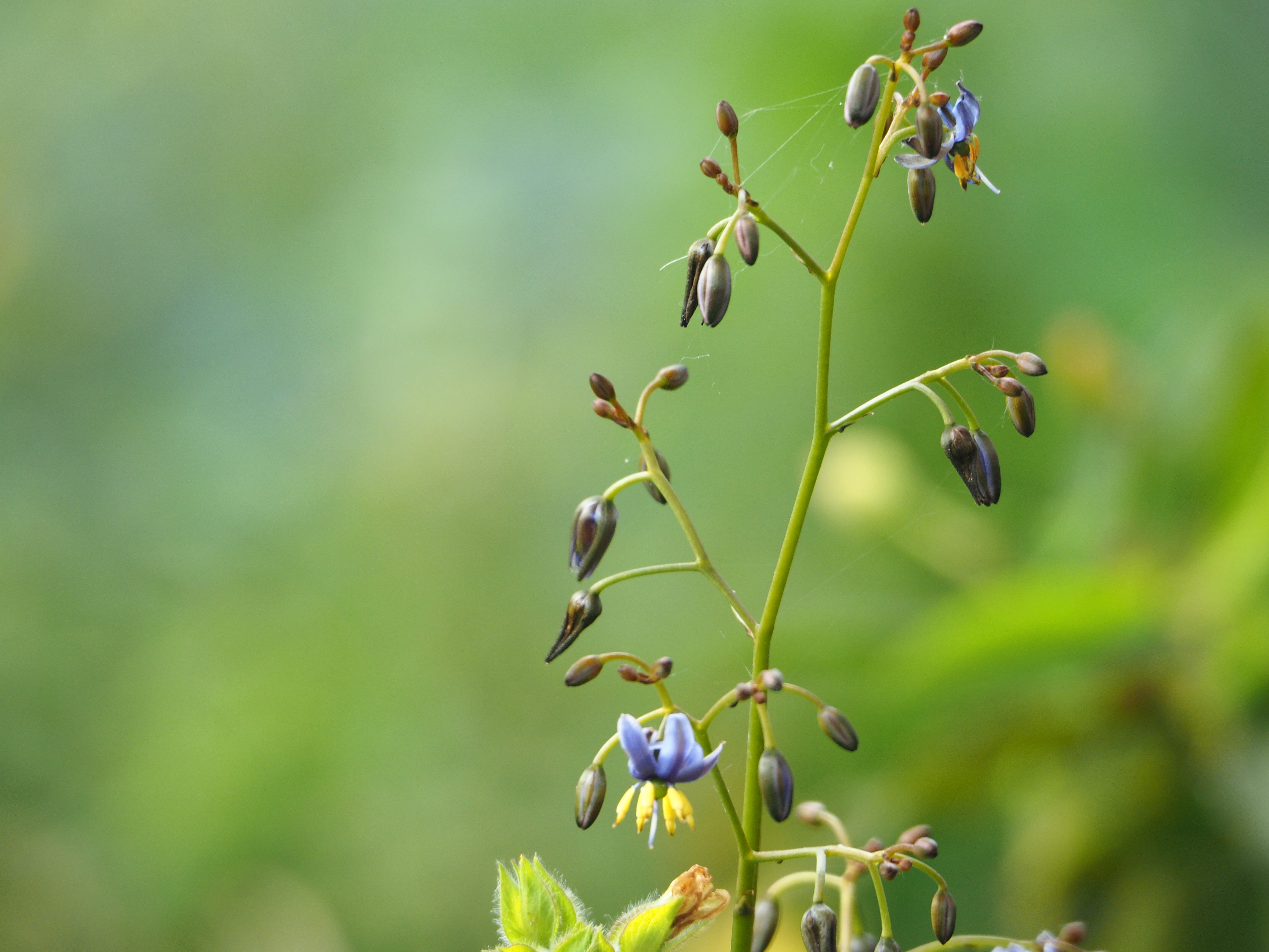 Dianella tasmanica