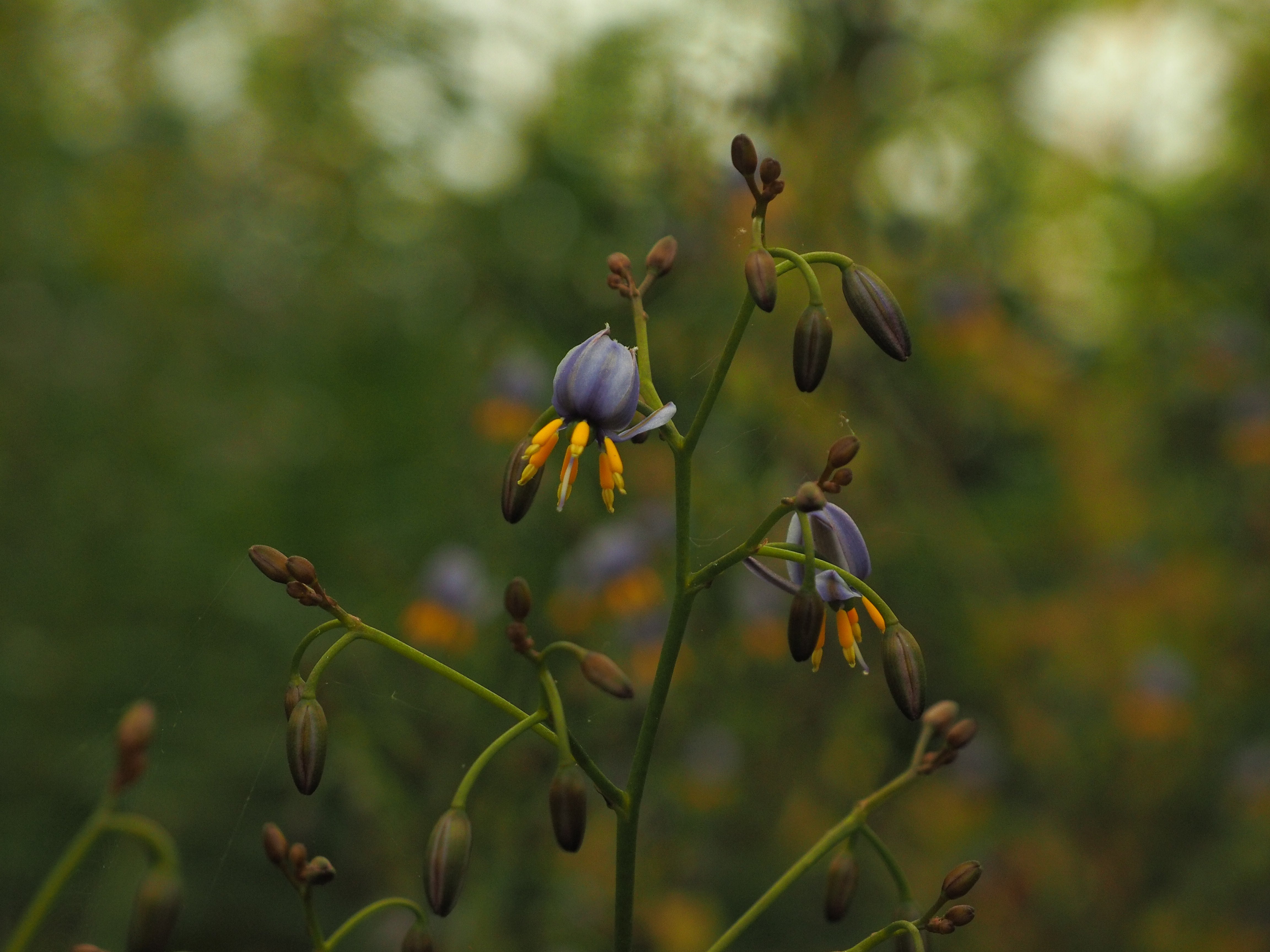 Dianella tasmanica