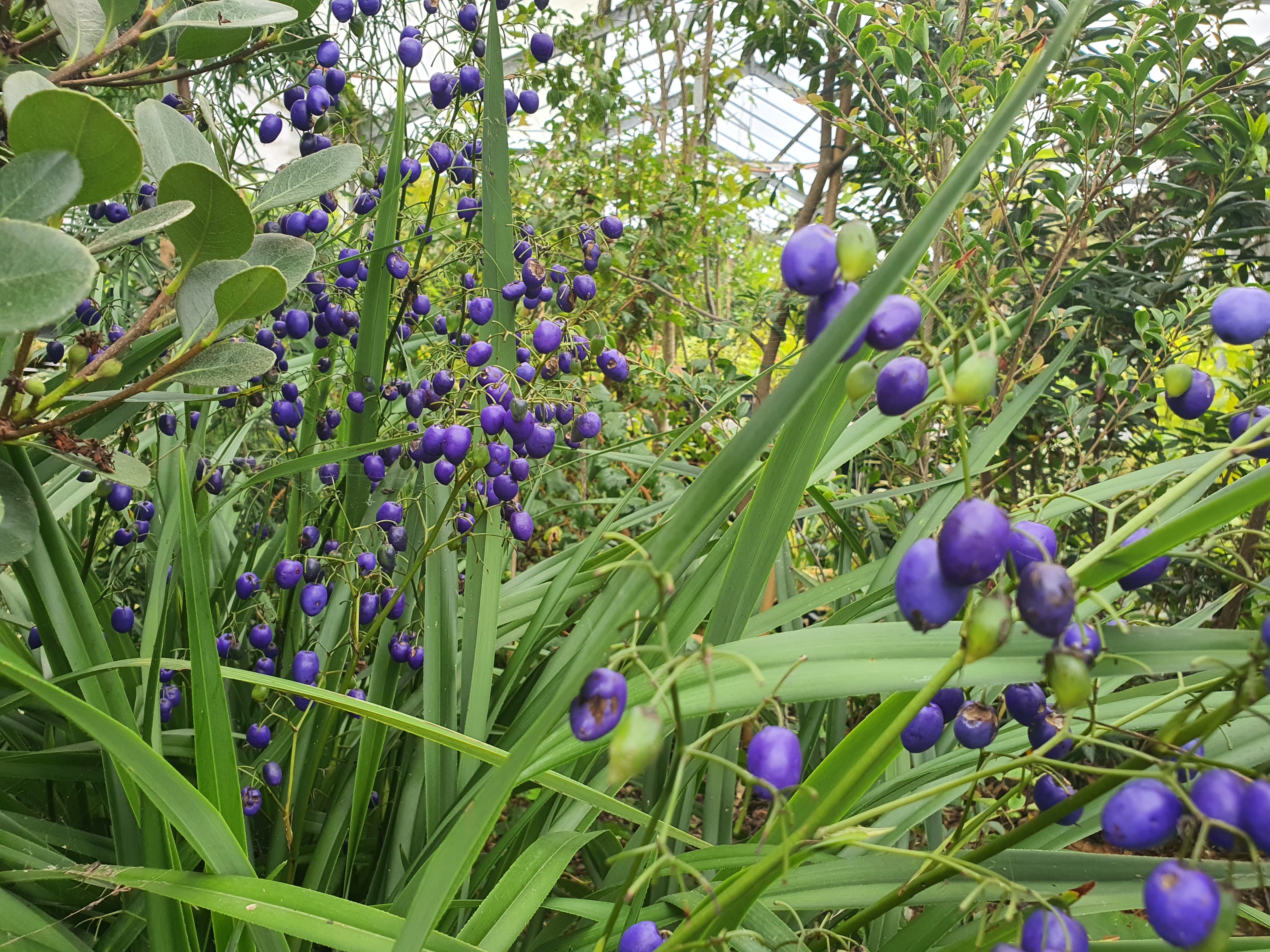 Dianella tasmanica