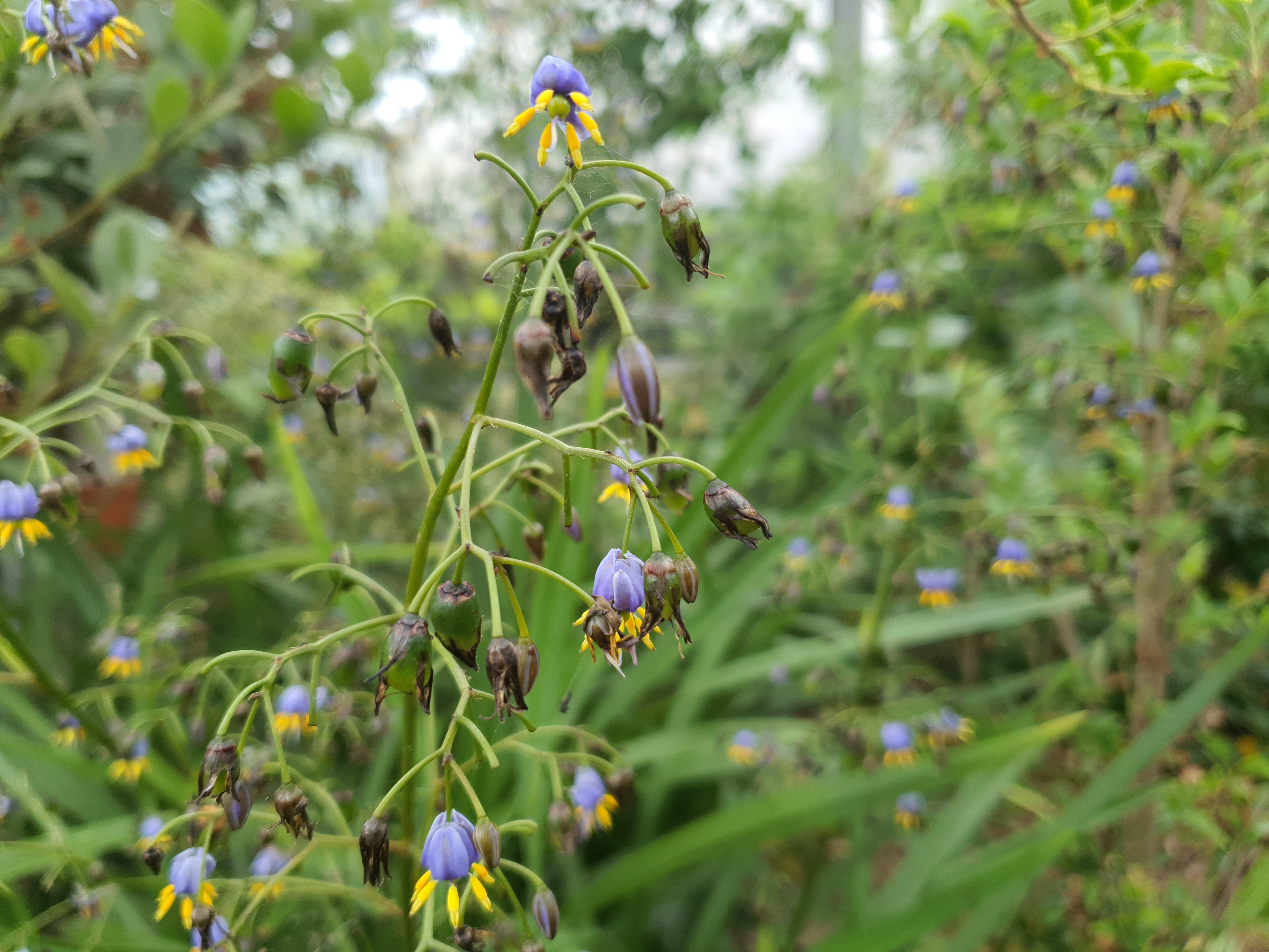 Dianella tasmanica