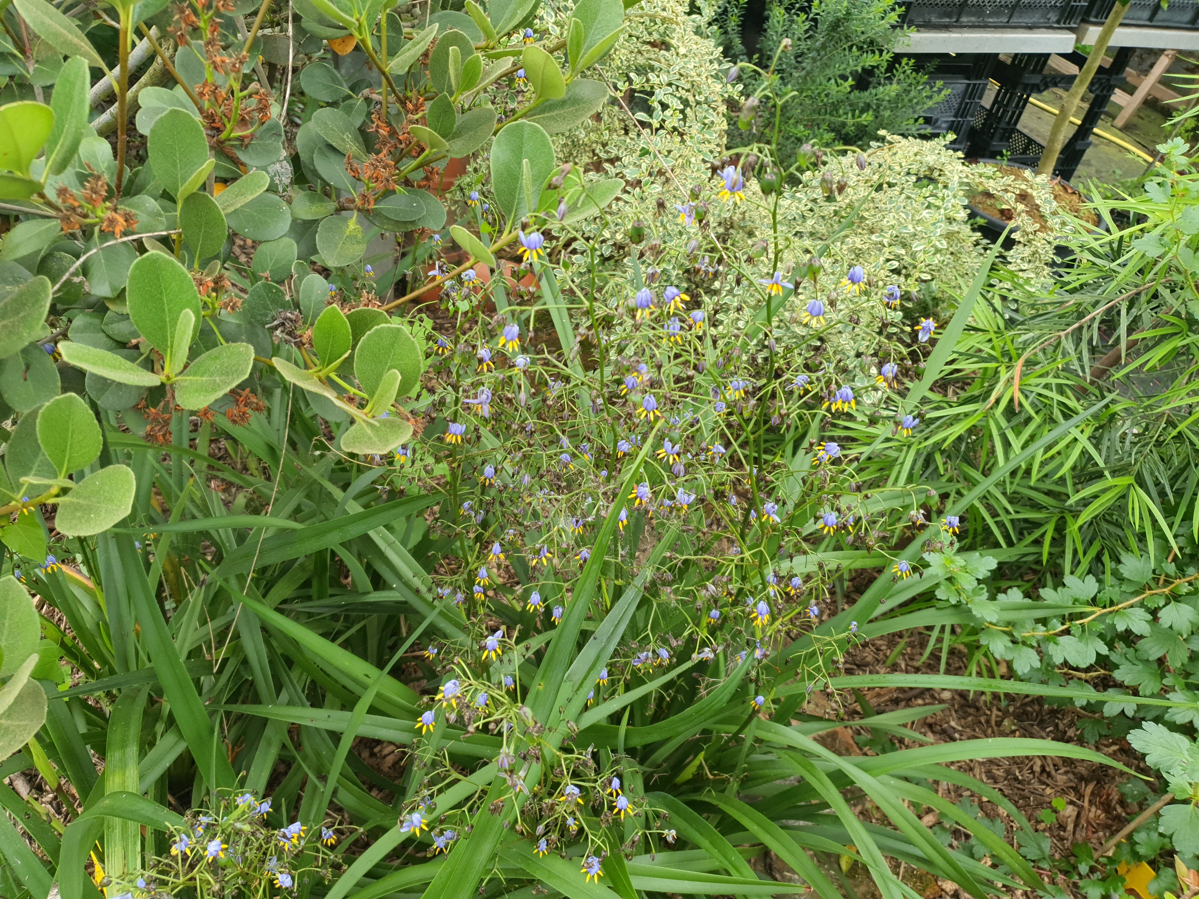 Dianella tasmanica