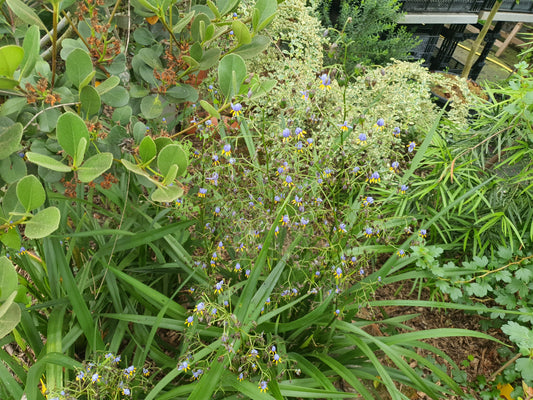 Dianella tasmanica